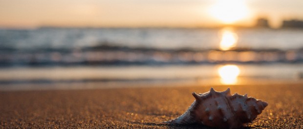 shell-1031290_1920